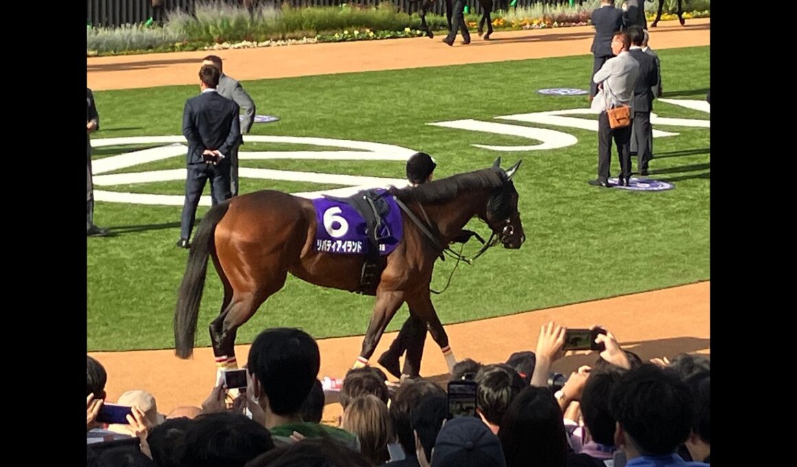 【映像資料】2023年　秋華賞　煽りPV　リバティアイランド　＃映像資料　＃京都競馬場　＃リバティアイランド