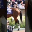 力強い脚のエンブロイダリー。　G1のヴィクトリアマイル。　パドック　#競馬　#東京競馬場　#G1　#脚　#牝馬　#horse