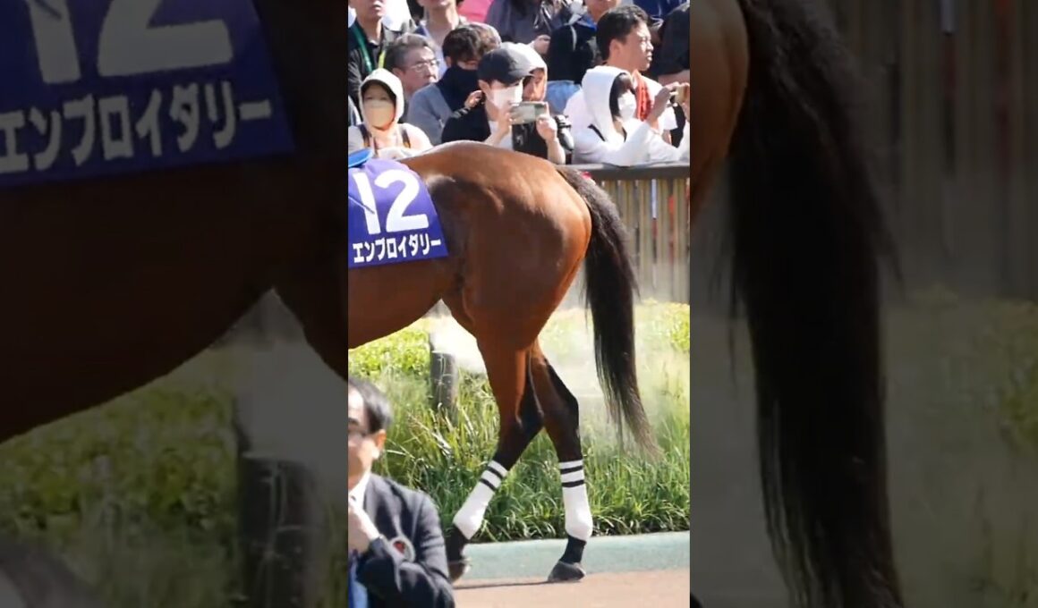 力強い脚のエンブロイダリー。　G1のヴィクトリアマイル。　パドック　#競馬　#東京競馬場　#G1　#脚　#牝馬　#horse