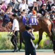 ヴィクトリアマイル2026　パドック映像。　昨年の桜花賞、秋華賞を制し２冠馬エンブロイダリーとオークスを制したカムニャックのライバル対決。　#競馬　#東京競馬場　#G1　#牝馬　