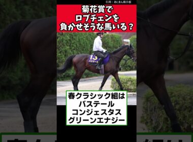 菊花賞でロブチェンを負かせそうな馬いる？【競馬反応集】　#ロブチェン 　#菊花賞