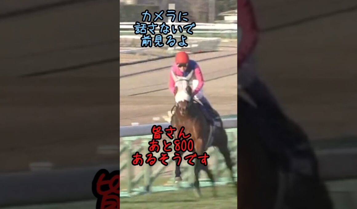 かっこいいタバルになる前の幼いタバルの有馬記念2# #競馬 #競馬好き #馬#馬好き#メイショウタバル#武豊#有馬記念