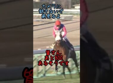 かっこいいタバルになる前の幼いタバルの有馬記念2# #競馬 #競馬好き #馬#馬好き#メイショウタバル#武豊#有馬記念