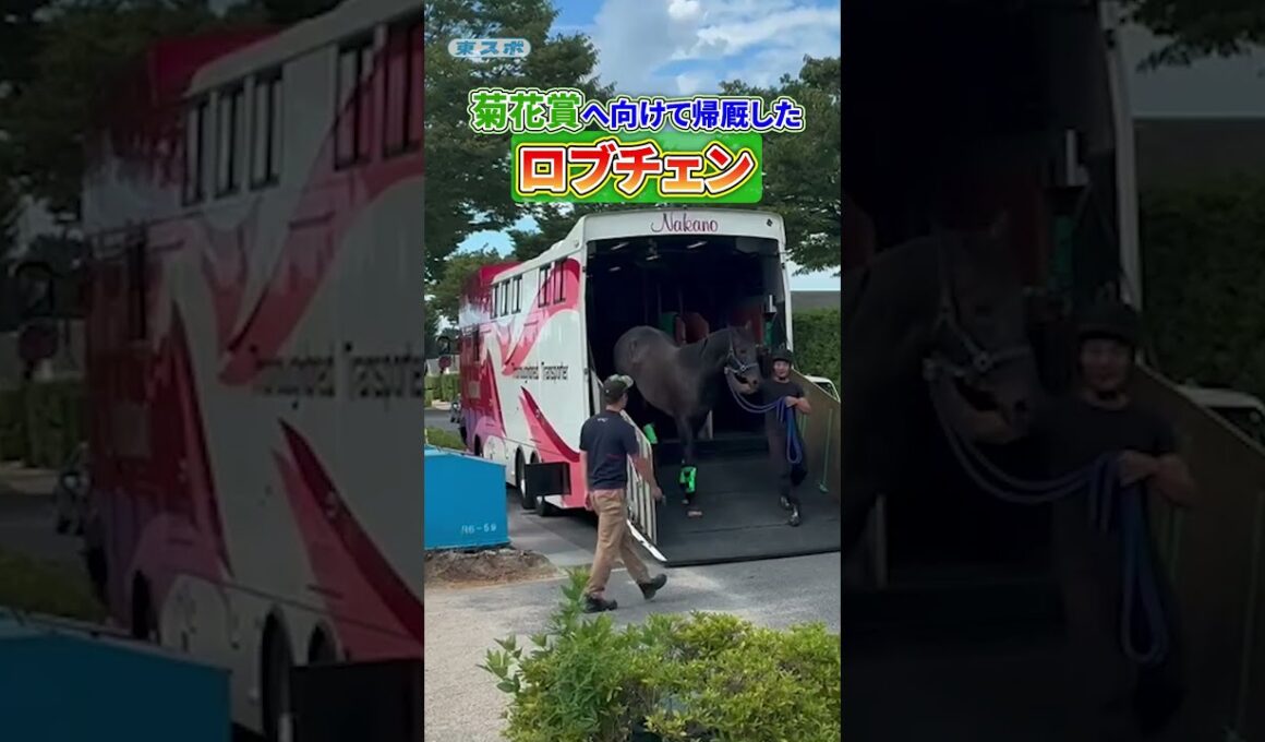菊花賞へ向けて帰厩した #ロブチェン《東スポ競馬》#shorts