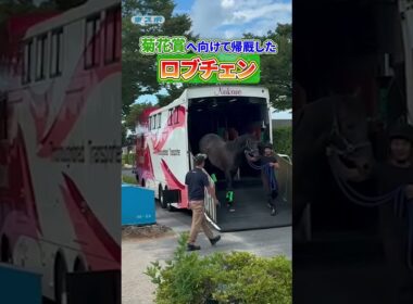 菊花賞へ向けて帰厩した #ロブチェン《東スポ競馬》#shorts