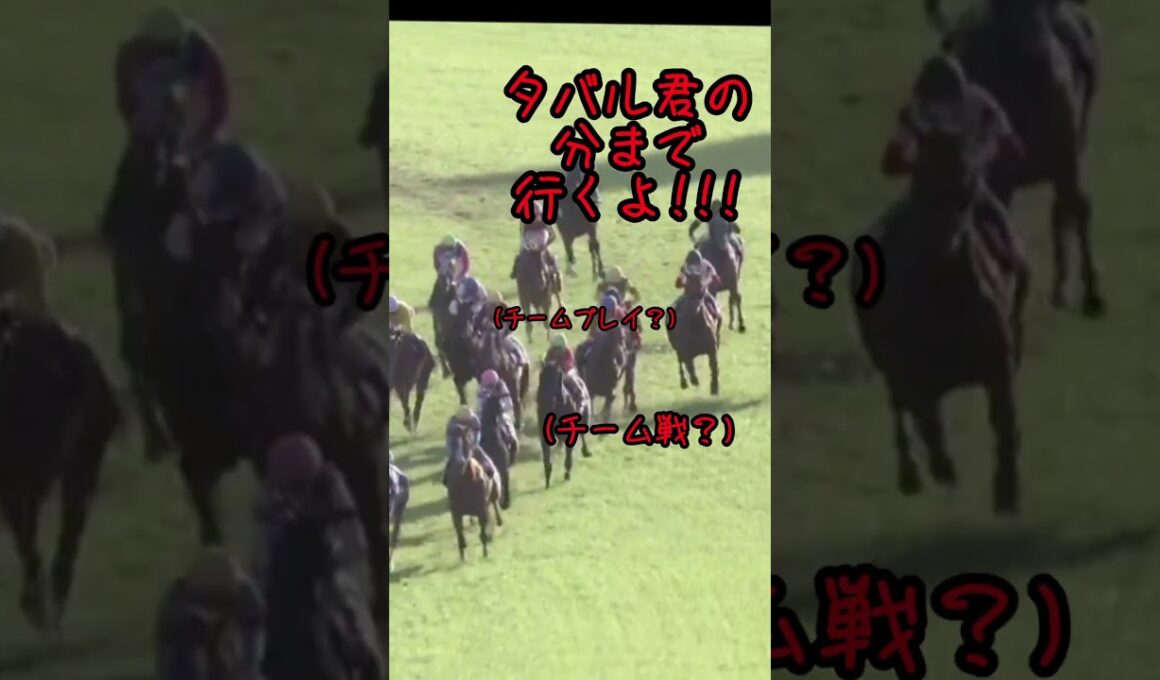 2024年菊花賞、アーバンシックの成長と個性派だらけのメンバー達(アテレコ)　#競馬# #競馬好き #馬#馬好き#アーバンシック#アドマイヤテラ#メイショウタバル#ダノンデサイル#菊花賞