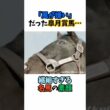 「風が嫌い」だった皐月賞馬…繊細すぎる名馬の素顔 #競馬#horse