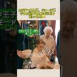 エリザベス女王、ジョージ王子から逃げるために必死で走っている🤣 #ジョージ王子 #エリザベス女王杯