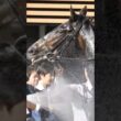ぱしゃぱしゃと水を顔に浴びるロブチェン。　皐月賞2026　#競馬 #皐月賞 #中山競馬場 #ロブチェン