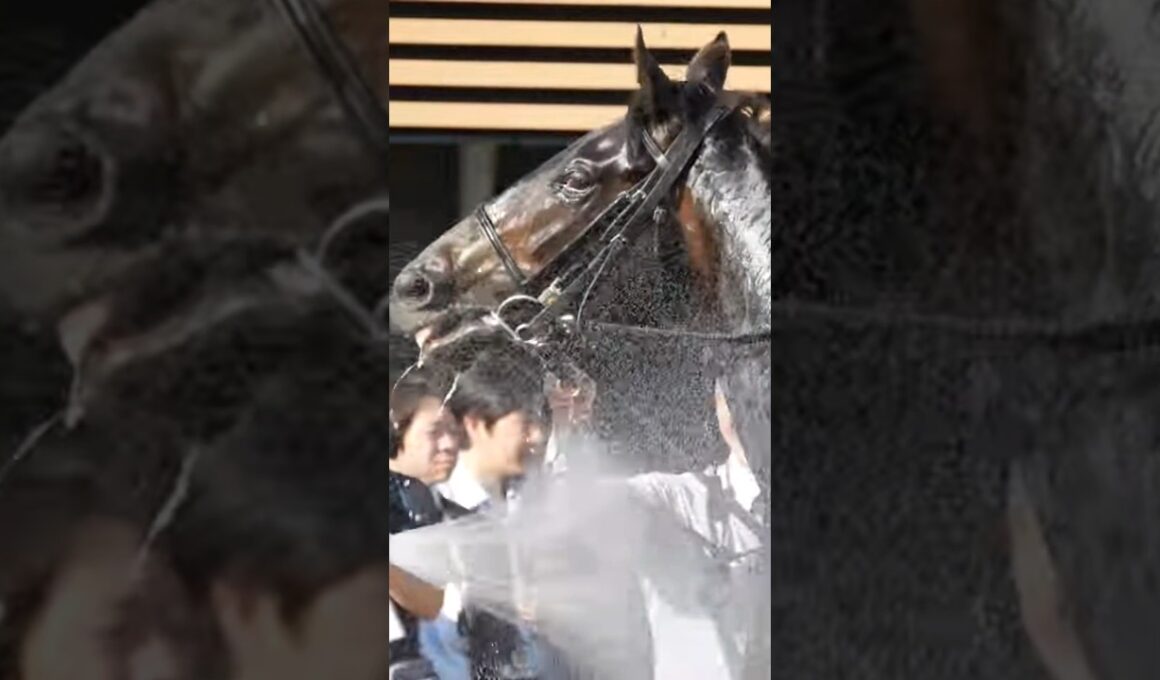 ぱしゃぱしゃと水を顔に浴びるロブチェン。　皐月賞2026　#競馬 #皐月賞 #中山競馬場 #ロブチェン